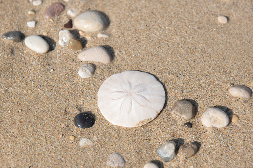 Seashell Sand Dollar Stock Photo - Download Image Now - Sand Dollar, Beach,  Animal Shell - iStock