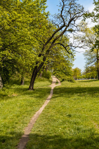 istock Long double path to top of small hill with bushes around 1305296933