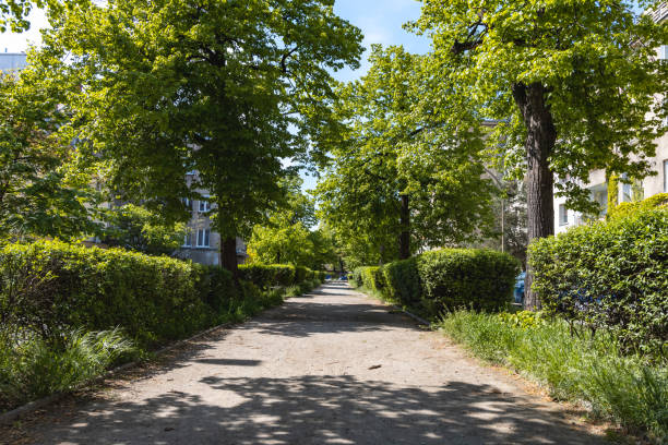 istock Long path in park between high old trees full of green leafs 1305297552