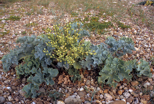 Flowers and leaves of Sea Kale Crambe maritima