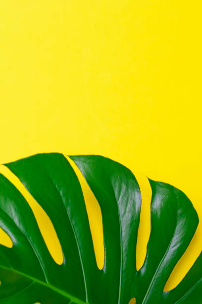 istock Minimal summer tropical background. Green Monstera leaf on yellow background 1305298666