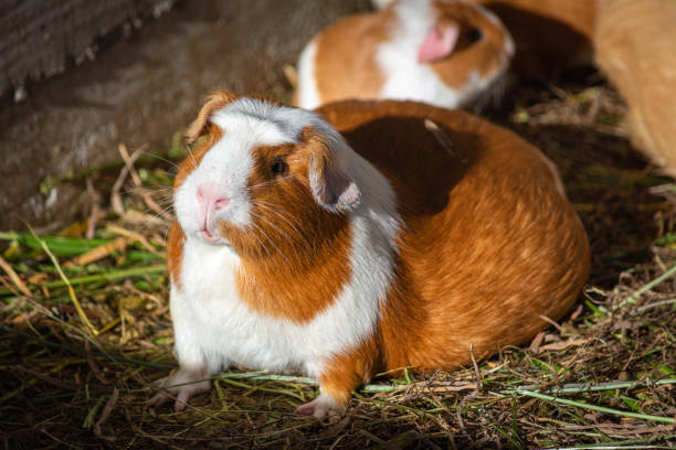 istock guinea pigs in a hatchery 1305298972