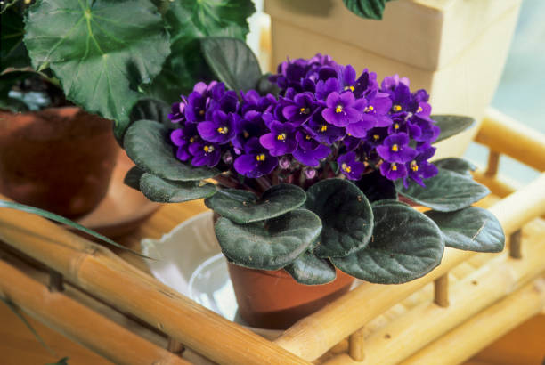 African Violet African Violet Saintpaulia ionantha african violet stock pictures, royalty-free photos & images