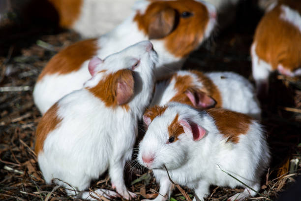 istock guinea pigs in a hatchery 1305300190
