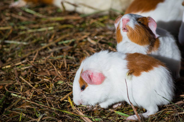istock guinea pigs in a hatchery 1305300377