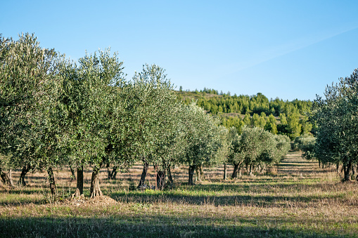 Olive trees (Olea europaea) field with  springtime blooming yellow flowers