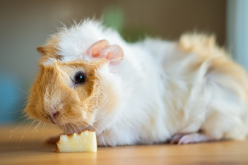 Cute guinea pig eating apple