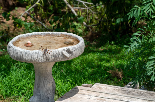 A common whitetail dragonfly uses the rim of a cement birdbath as a nice resting spot in Missouri. Bokeh effect.