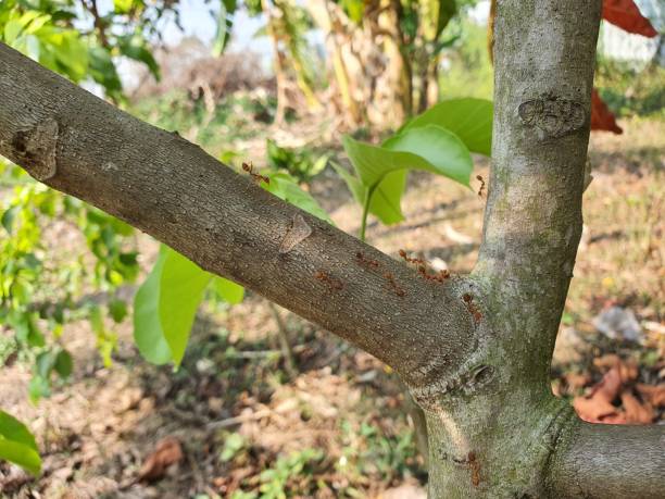 istock weaver ant lives and nests on trees. Blur the background. 1305303032