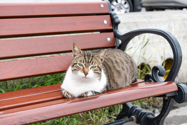 istock Cute cat laying on the wooden bench comfortable 1305303078