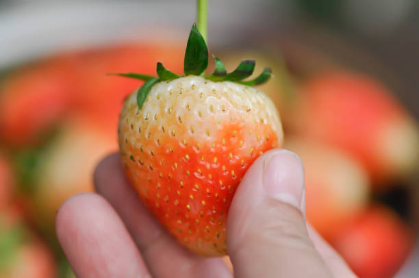 strawberry or fresh strawberry for serve