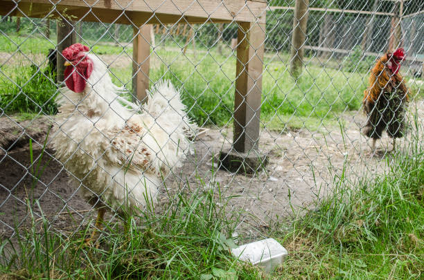 istock Very interesting white cock behind the fence 1305303446