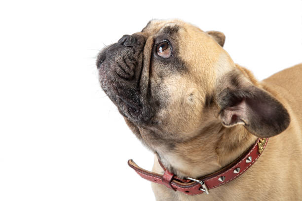 istock Bull dog looking up on a white back ground. 1305303508