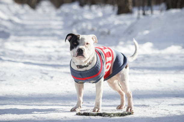 portrait of a Pit Bull dog portrait of a cute white Pit Bull dog looking at the camera on a snow-white background with a copy space. Shallow depth of field american stafford pitbull dog stock pictures, royalty-free photos & images