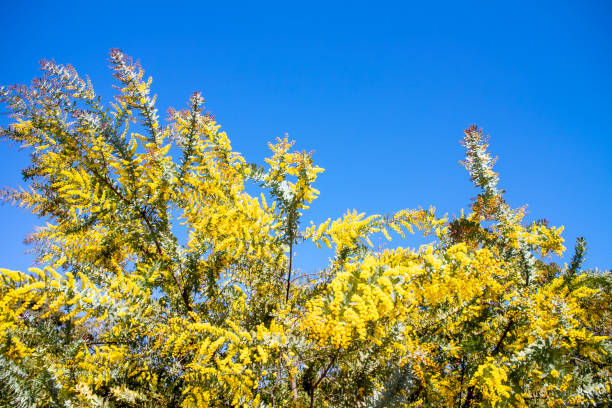 istock Acacia, mimosa with blue clear sky 1305304292