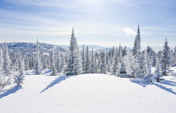 istock snow-covered trees in winter landscape 1305305302