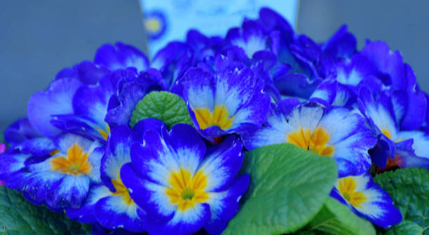 Primula Julian is hybrid of primula polyantha and primula juliae. This popular species in Japan was introduced by repeated crossing of these two species. It is perennial plant, but in Japan it is normally used as annual, because it is difficult for the species to survive the hot summer in the outside. It blooms from November to April and suitable for use in garden beds and borders as well as in containers. The showy flower color ranges from red, red purple, pink, orange, blue, white, yellow to shades in between.