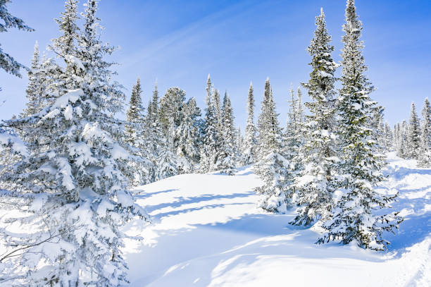 istock snow-covered trees in winter landscape 1305305471