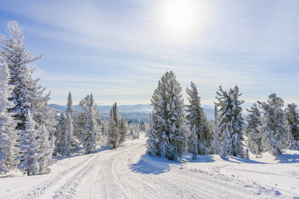 istock snow-covered trees in winter landscape 1305305547