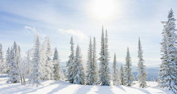 istock snow-covered trees in winter landscape 1305305551