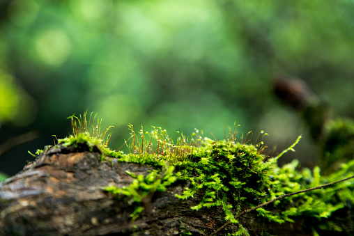 Green moss growing on a tree stump in a European forest.