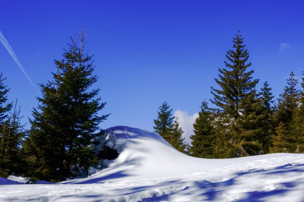 istock wonderful snow pine trees and blue sky while hiking 1305307102