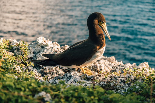 A Cayman Islands Booby bird nests on bluff of the North side of Cayman Brac at sunrise