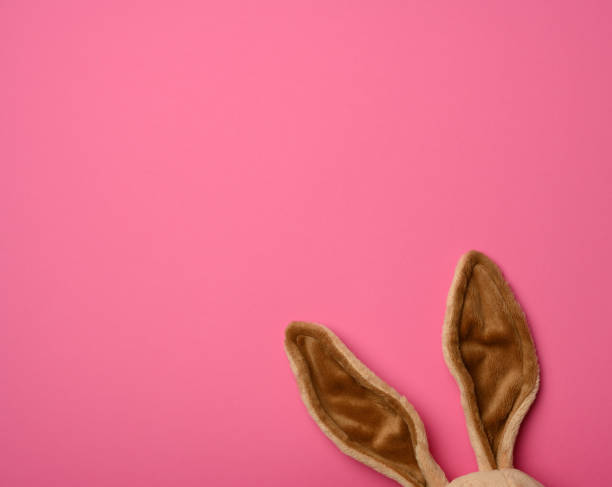 istock long fur bunny ears on a pink background, Easter backdrop 1305307260