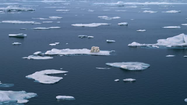 Three polar bears walking on the Arctic sea ice, glacier melting