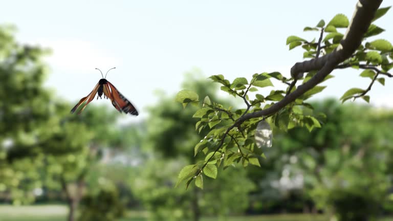 Monarch butterfly emerging from cocoon, spreading its wings and flying away