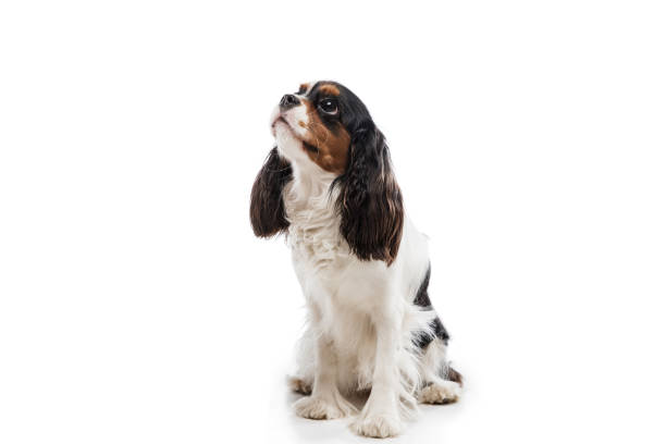 Sitting on pedestal. Portrait of small king charles spaniel cute dog or pet posing isolated over white background. Concept of motion, pets love, animal life. Looks happy, funny. Copyspace for ad.