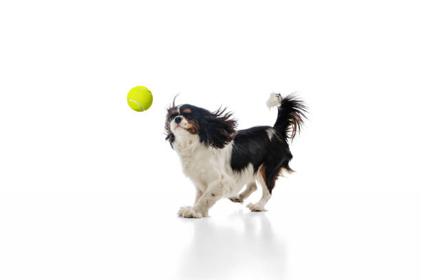 istock Funny king charles spaniel dog playing isolated over white background. 1305309664