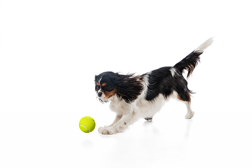Cute sweet puppy of king charles spaniel cute dog or pet playing with ball isolated on white background. Concept of motion, movement, pets love, animal life. Looks happy, funny. Copyspace for ad.