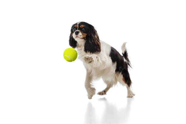 istock Funny king charles spaniel dog playing isolated over white background. 1305309673