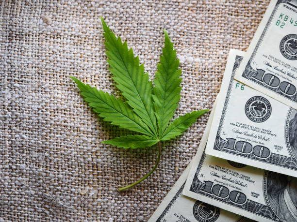 business hemp concept. cannabis cloth and dollars.