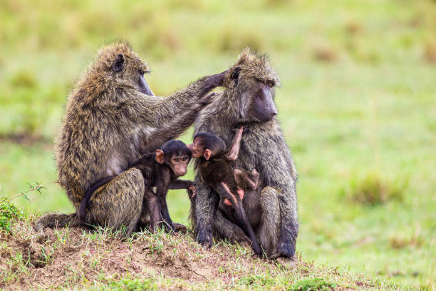 junge olivenpaviane in der sicherheit ihrer mütter auf einem ameise in der masai mara - kruger national park monkey baboon africa stock-fotos und bilder