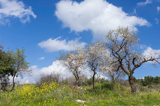 Blooming wild almond trees among yellow flowers against a blue sky with clouds. Israel