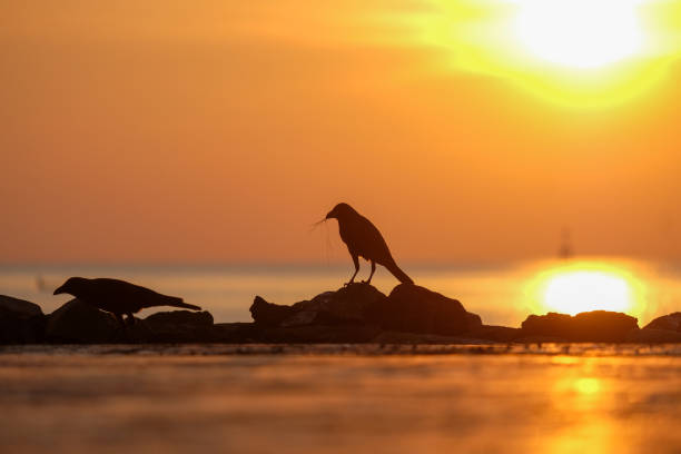 Silhouette of  birds  on sunrise background