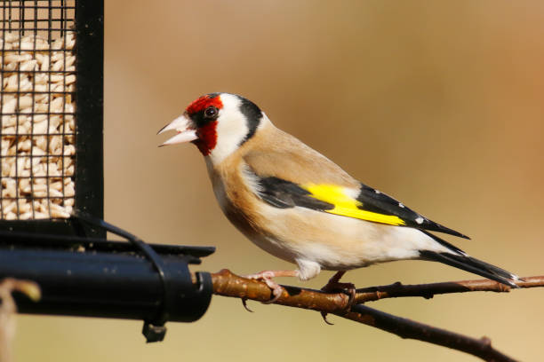 istock European Goldfinch (Carduelis carduelis) by Feeding Table 1305313932