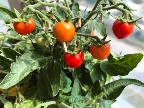 Balcony garden: ripe potted tomatoes on a balcony in a residential apartment building. Copy space.