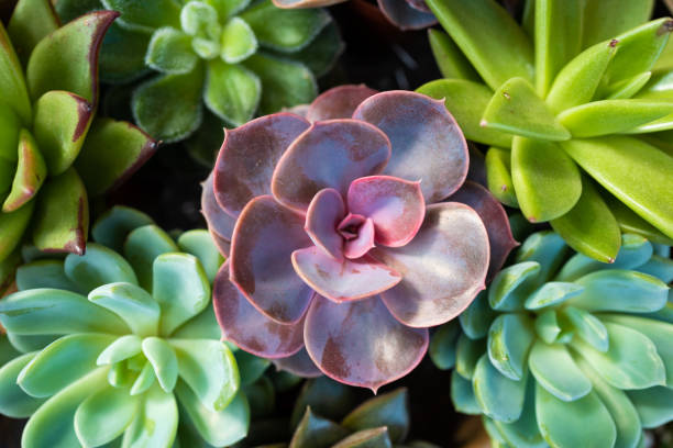 istock Miniature succulent plants in ornamental garden 1305314025