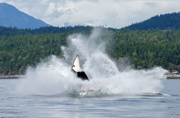 Orca or Killerwhale Orca or Killerwhale at the coast of Canada orca underwater stock pictures, royalty-free photos & images