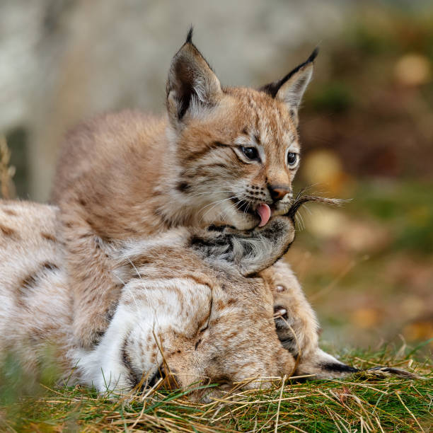 Lynx with cub Lynx cub and mother caracal photos stock pictures, royalty-free photos & images