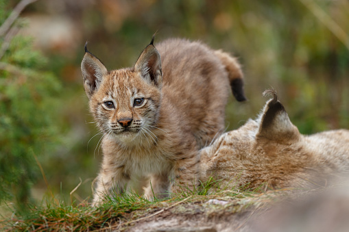 Lynx cub and mother