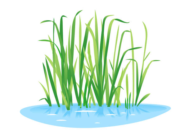 illustrazioni stock, clip art, cartoni animati e icone di tendenza di pianta bandiera dolce isolata - calamo aromatico