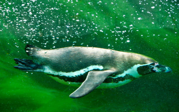 istock Penguin in the aquarium 1305316425