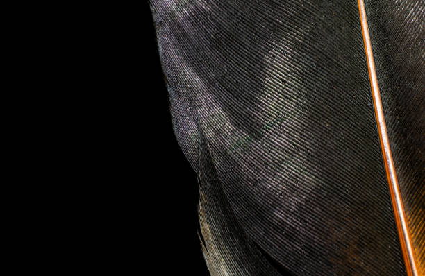 istock black bird feather on black isolated background 1305316449