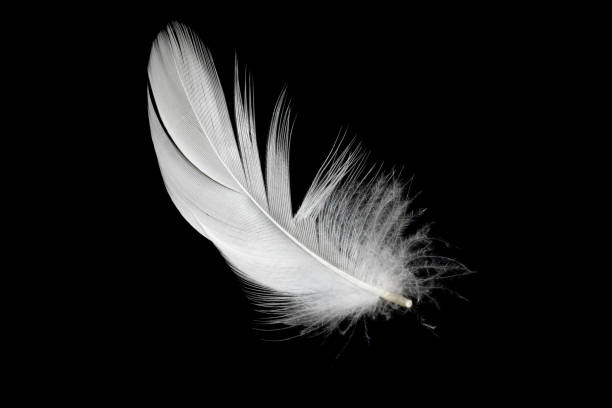 istock white duck feathers isolated on black background 1305316468