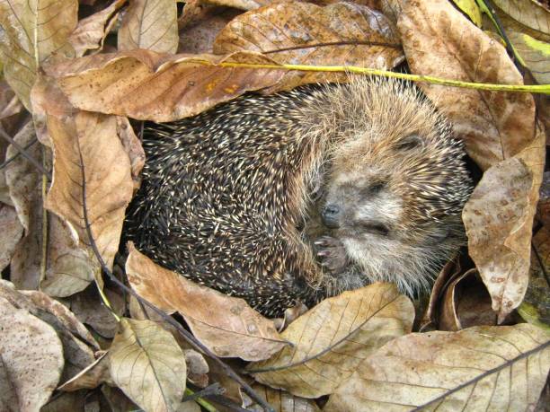 istock hedgehog in the autumn leaves 1305316500
