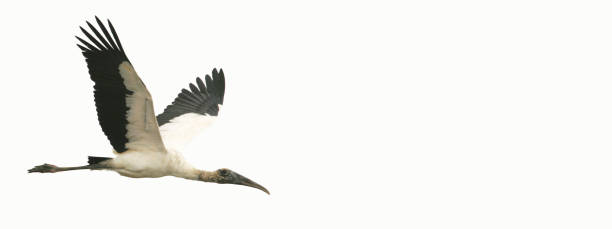 istock wood stork in flight, copy space banner 1305316693